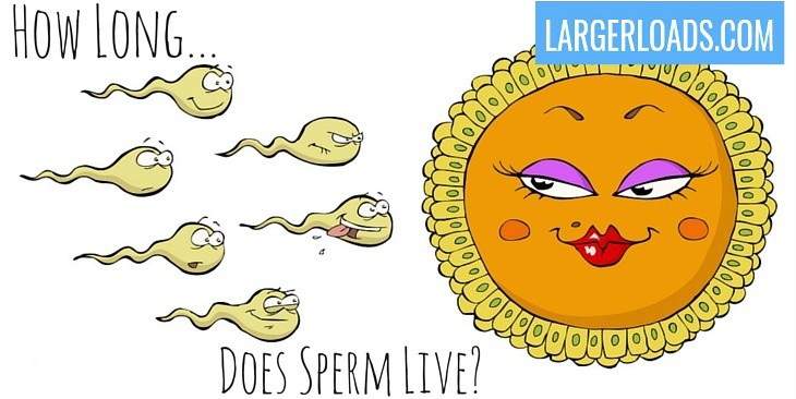 how long does sperm live for